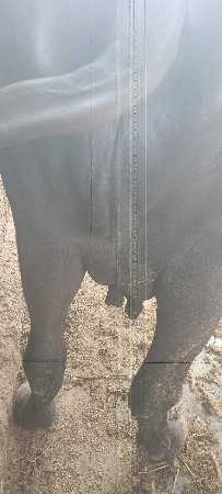 ભેશ વેશવાની છે