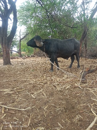 પાડો વેચવાનો છે