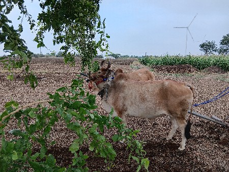 બળદ વેચવાના છે.