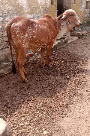 કાબરી ગીર વાછડી છે 2 વર્ષ ની છે
