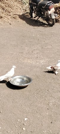 kabutar de va na che