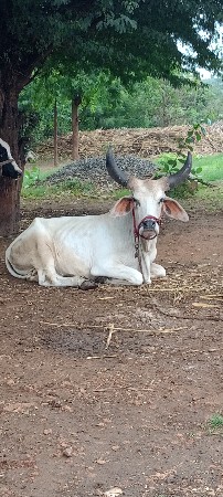2 વાવણી થય
