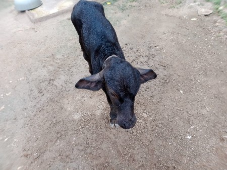 ભેંસ વેસવી