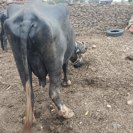 ભેસ. વેચવાની