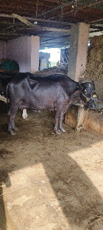 ભેંસ વેચવાની છે