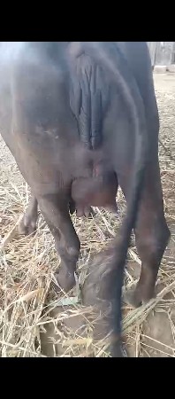 bhains bechwani se