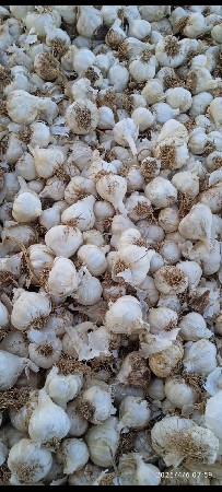 ભાવ 2200 લસણ બેસવાનું સે
