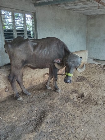 2 ખડેલા છે. વેચવાના છે.