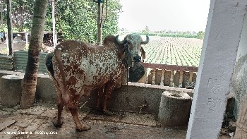 gir gai