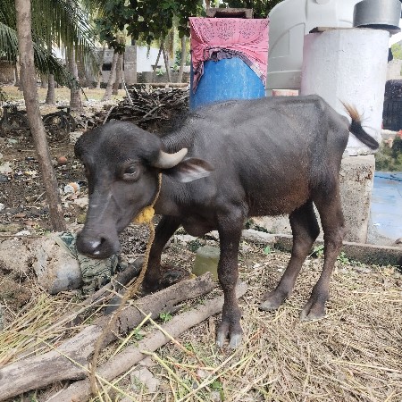 પાડો વેચવાનું છે