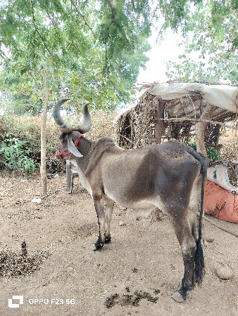 બરધ વેસવાનો સે