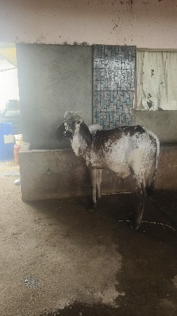 વાસડો વેશવાનો છે