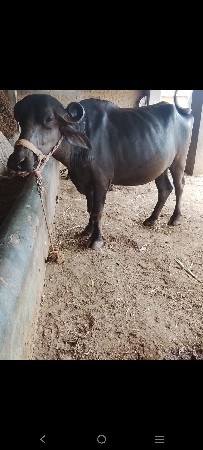 ૨ ખડેલી વેશવા ની છે