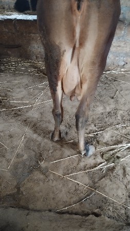 7 લીટર દૂધ હજાર માં સે