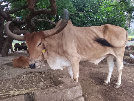 બળદ વેંચવા ના છે