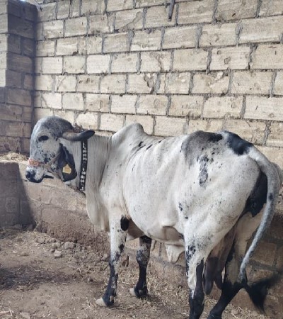 ગાય વેચવાની છે