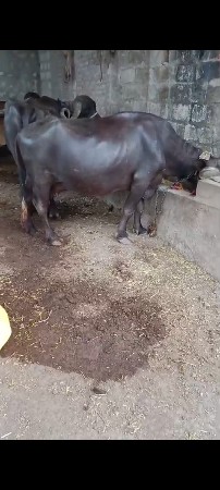 ભેસ