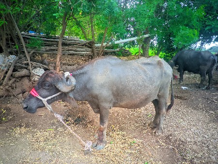 પેલા વેતર