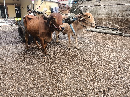 બળદ વેચવાના છે