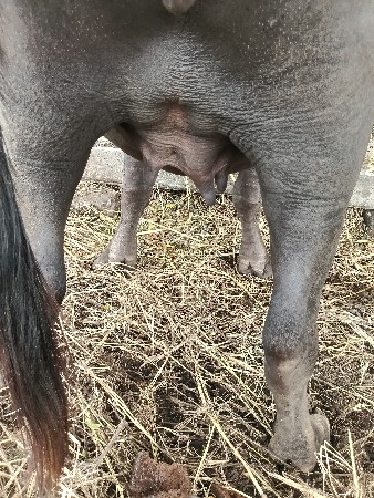 1 વેતર ખડેલી વેસવાની છે