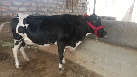 જર્સી ગાય ક્રોસ