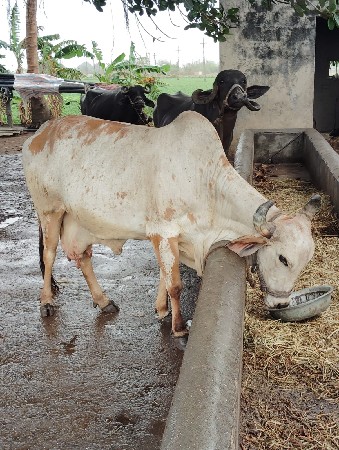 ગાય વેસવાની છે