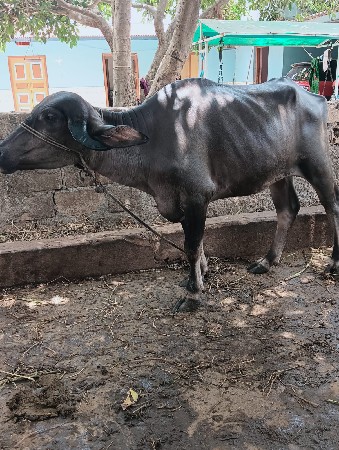ખડેલી વેચવાની છે