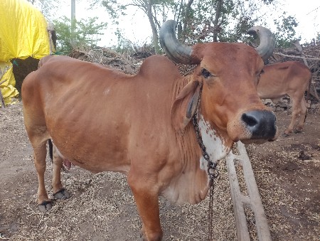 ગાય વેચવાની છે