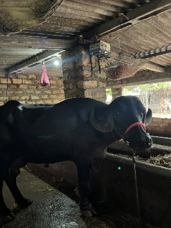 ટોપલી વેચવા ની છે