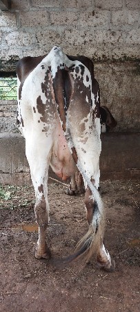 એચએફ ગાય વેચવાની છે