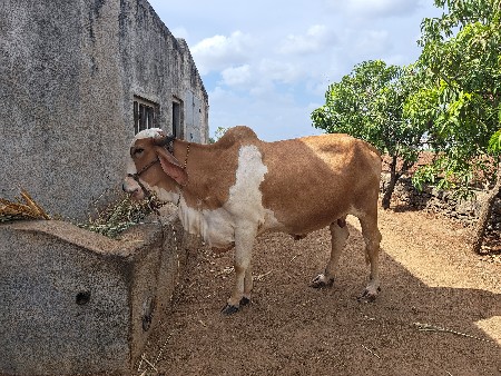 ગાય વેચવાની છે