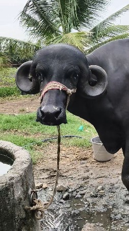 જાફરાબાદી ખડાય