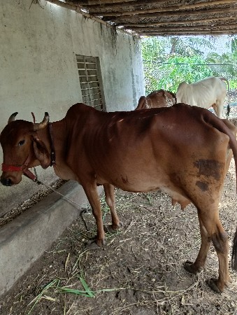 ગાય વેચવાની છે