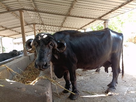 ઑરીજન જાફરાબાદી ભેંસ