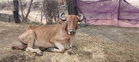 બળદ વેચવાના છે