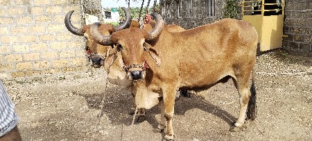 બળદ વેચવા ના છે