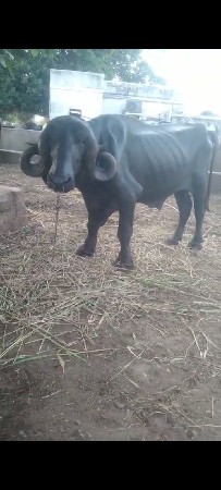 પાડો વેશવાનો છે