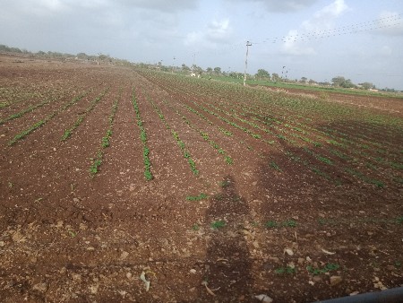 ભાગીયા જોઈએ