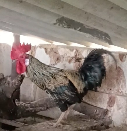desi murgho