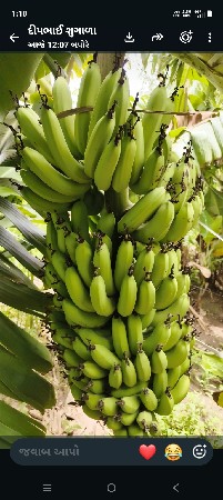કેળા ત્રણગાડીથાય એમ છે 
કેળા વેચવાન