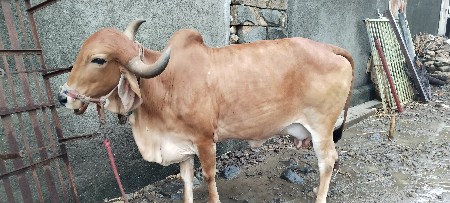 વેચવાની છે