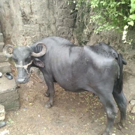 ભેંસ વેચવાની છે