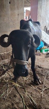 ખરેલી વેચવાની છે