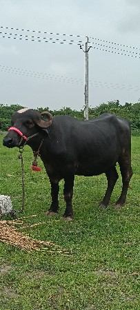 ભગરી ખડેલી વેચવાની છે