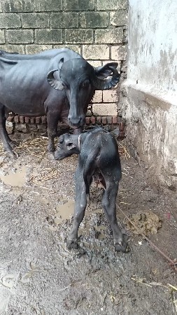કાલે વીયાણી નીચે પાડો
