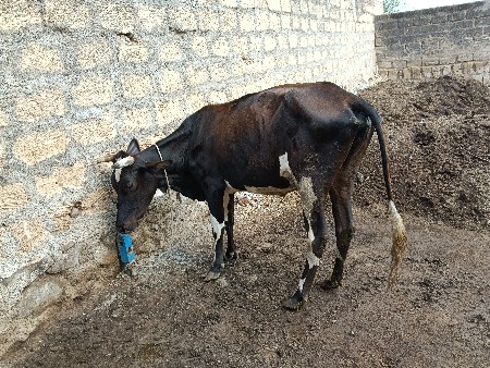 ગાય વેચવાની છે