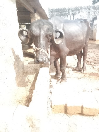 ત્રણ ચાર લીટર દૂધ બે મહિનાનો કાપ