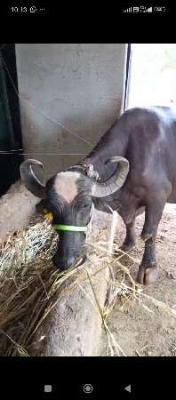 આ નબર પર મેસેજ 6353302385