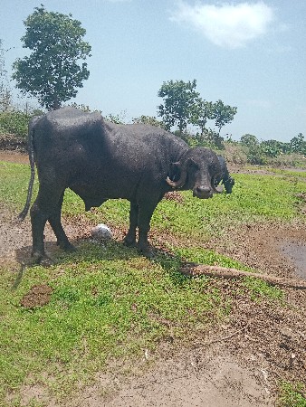 પાડો