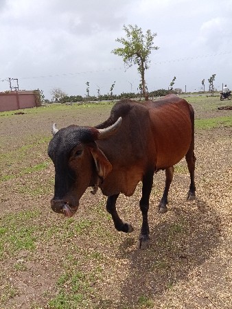ચાર ગાયુ ગાભણી છે એ કોડકી છે